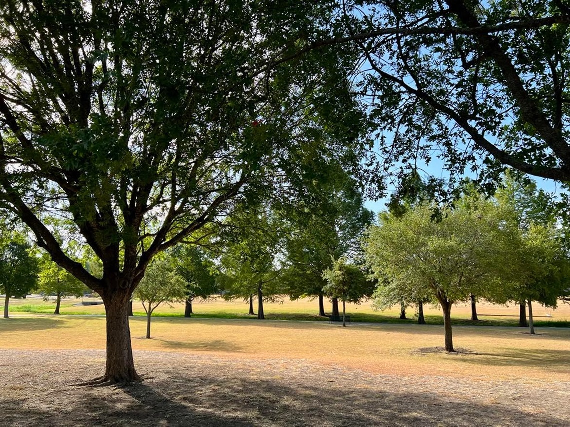 Photo of trees at Chapel Park.