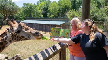 Zoo keepers reading to a giraffe