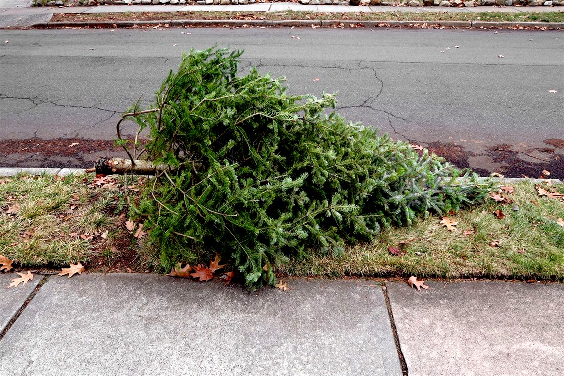 christmas-tree-curbside.jpg