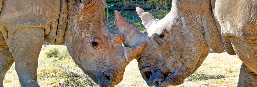 Two rhinos at Cameron Park Zoo
