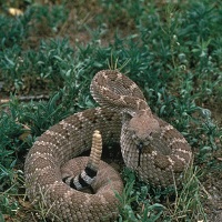 Diamondback Rattlesnake in the grass