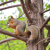 Fox Squirrel in a tree