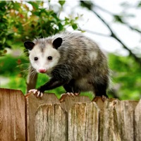 Opossum walking on a fence