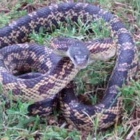 Texas rat snake in the grass
