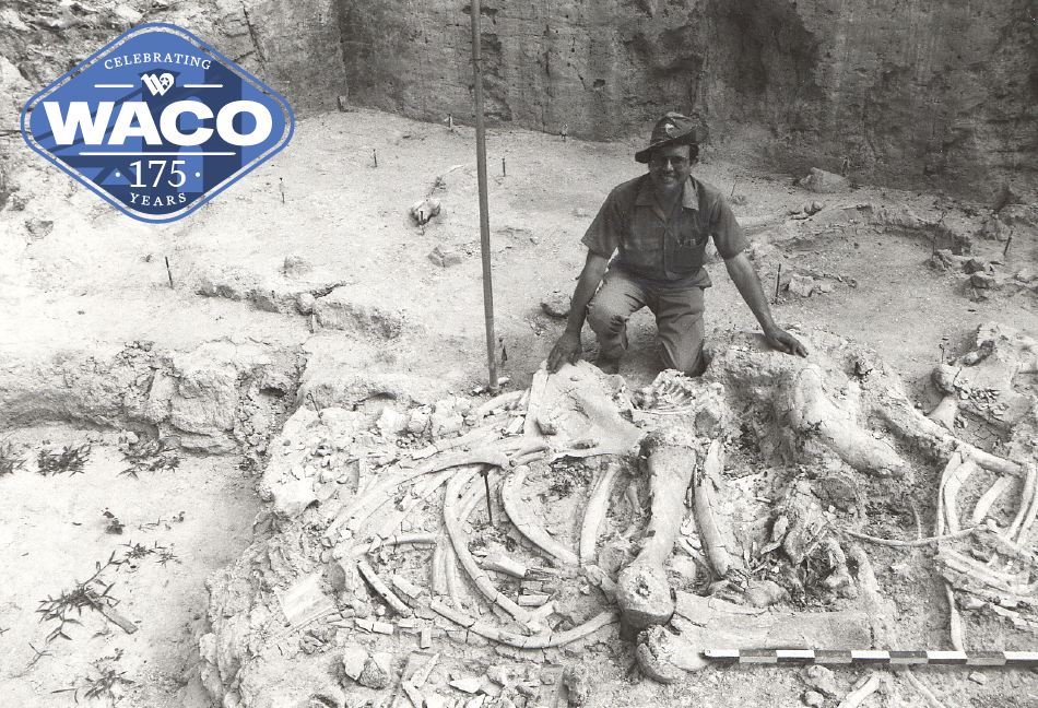 Person kneeled down next to fossil remains of a mammoth.