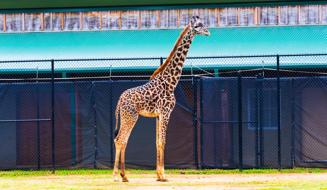 Cameron Park Zoo welcomed a new Masai giraffe named Eleanor