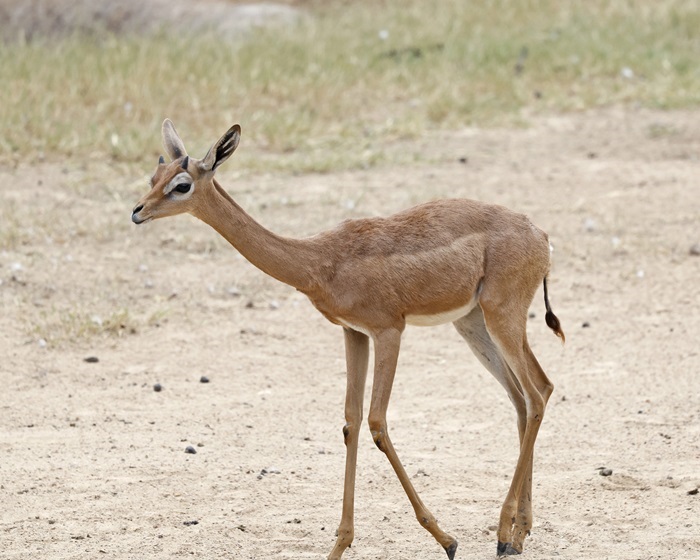 Marci, a light brown baby gerenuk