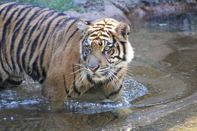 Nakal, an orange and black striped tiger, in a pool