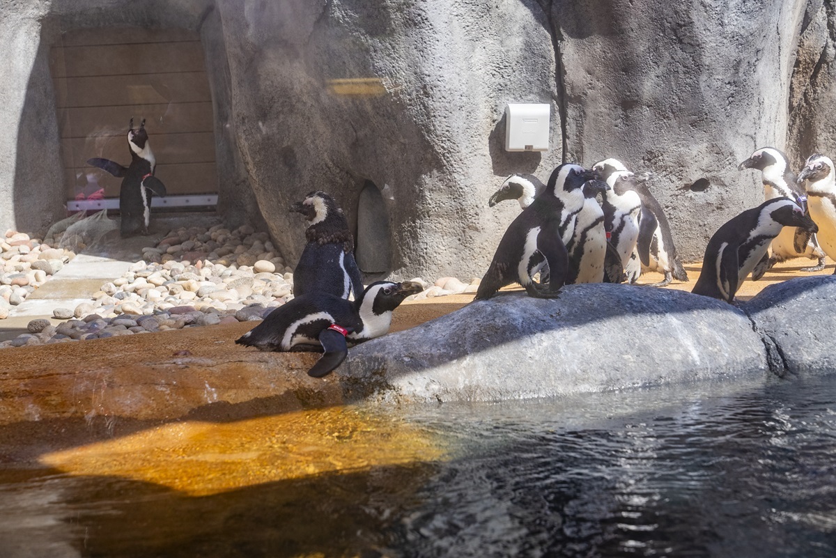 A waddle of penguins in their Penguin Shores exhibit