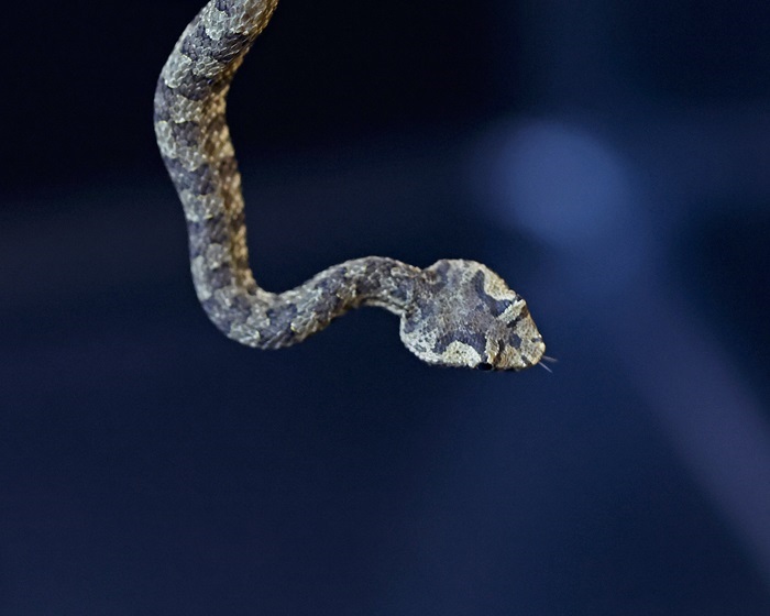 A closeup of a hanging snake