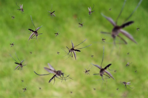Picture of mosquitoes against green grass.