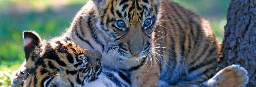 Photo of two tiger cubs at Cameron Park Zoo.