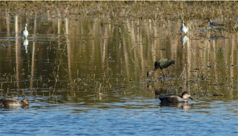Water Birds on the Bosque