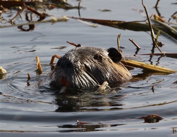 image of an otter swimming at the wetlands