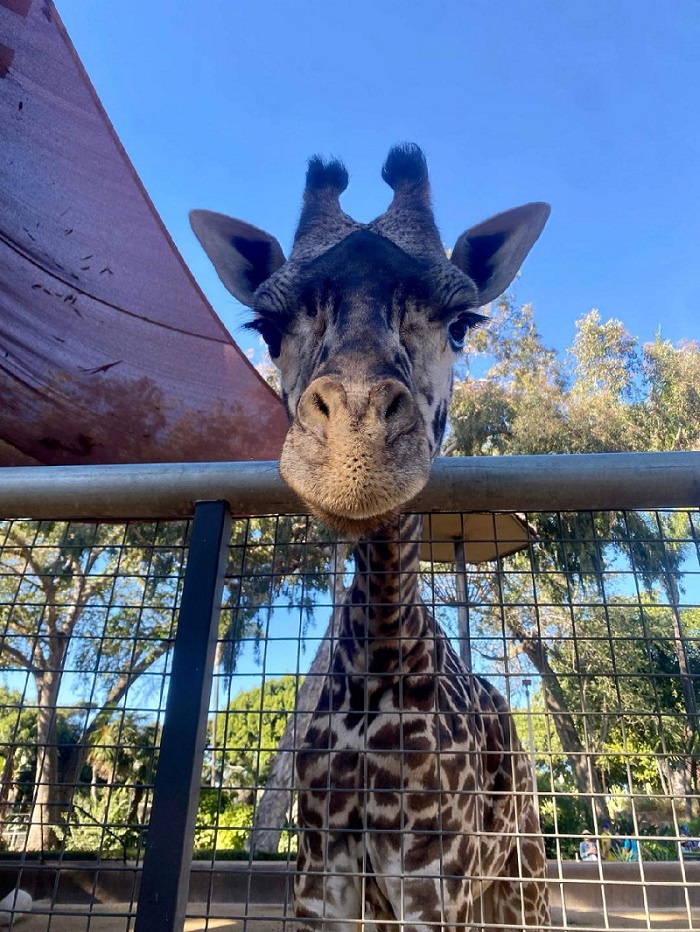 Cameron Park Zoo New Giraffe City of Waco